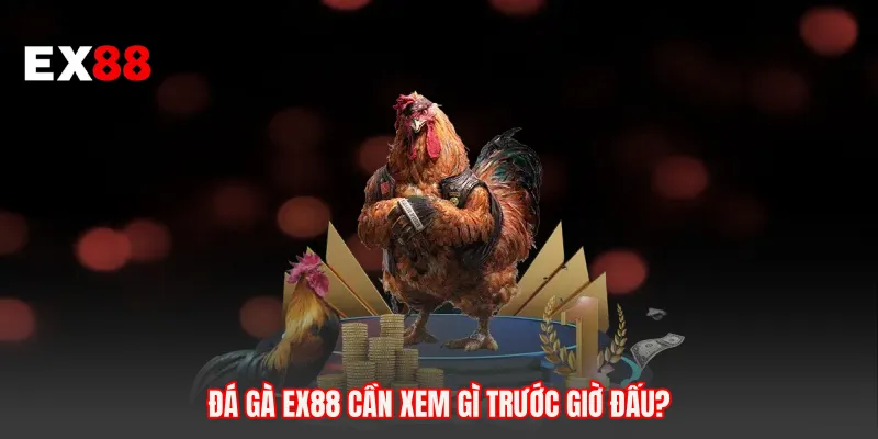 Đá gà EX88 cần xem gì trước giờ đấu? 